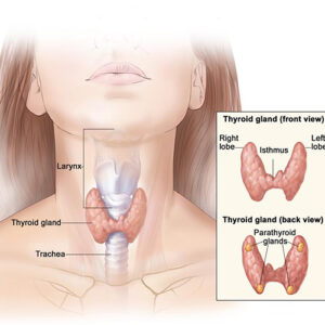 https://chroneva.com/wp-content/uploads/2022/02/Advanced-Thyroid-Care-300x300.jpg