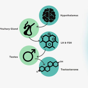 https://chroneva.com/wp-content/uploads/2022/03/Basic-Male-Hormones-300x300.jpg