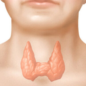 https://chroneva.com/wp-content/uploads/2022/03/Free-Thyroid-300x300.jpg