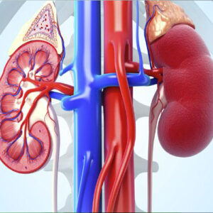 https://chroneva.com/wp-content/uploads/2022/03/Kidney-Function-Test-KFT-300x300.jpg