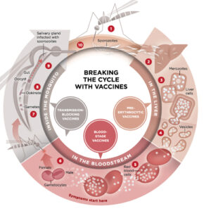 https://chroneva.com/wp-content/uploads/2022/03/Malarial-Parasite-Species-Identification--300x300.jpg