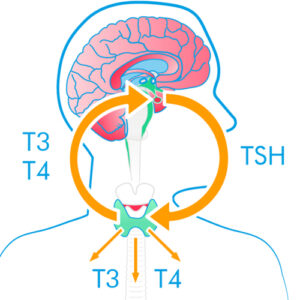 https://chroneva.com/wp-content/uploads/2022/03/Thyroxine-–-Total-TT4--300x300.jpg